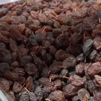 کشمش آفتابی