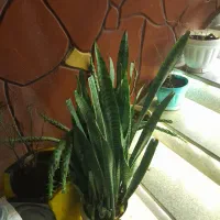 گلهای|گل و گیاه طبیعی|نیشابور, فضل|دیوار