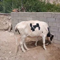 گاو|حیوانات مزرعه|کارزان, |دیوار
