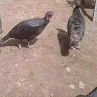 بقلمون محلی ماده تخم گذار