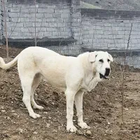 واگذاری سگ ماده پژدر ۸ماهه