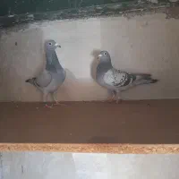 کبوتر کفتر مسافتی نر و ماده|پرنده|مشهد, شهرک مهرگان|دیوار