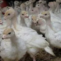 بوقلمون گوشتی بیوتیک. جوجه مرغ گوشتی