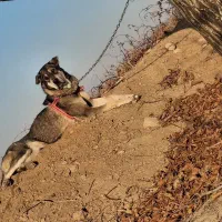 سگ ماده عراقی