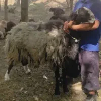 قوچ شالی