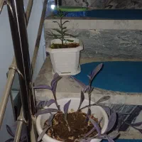 گل وگلدان|گل و گیاه طبیعی|کرمانشاه, |دیوار