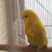 پرنده مرغ عشق انگلیسی