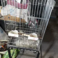 قفس ۶ خان‌ و ۹ خان غلامی،گنجه چوبی و آبدونی|لوازم جانبی حیوانات|قم, ناصردیوان|دیوار