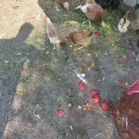 مرغ خروس|حیوانات مزرعه|امیدیه, |دیوار