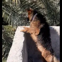 ژرمن شپرد گیرنده شجره دار