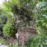 باغچه ویلای ۵۰۰متری،  اکازیون، شهرک‌ زمان‌شاهی کرج|فروش خانه و ویلا|کرج, میدان میوه و تره بار مرکزی|دیوار