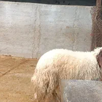 فروش ۷۰ راس بره پای پروار