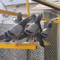 کبوتر بوشهری و پاکستانی