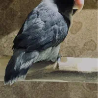 طوطی کتوله برزیلی