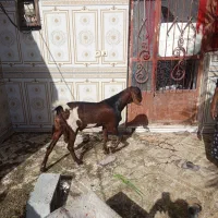 کهره|حیوانات مزرعه|میناب, |دیوار