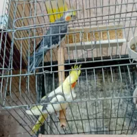 طوطی عروس هلندی|پرنده|آمل, |دیوار