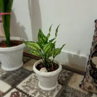 گل دیفن  و پیتوس و آگلونما برفی|گل و گیاه طبیعی|مشهد, اروند|دیوار