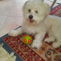 حیوانات خانگی  سگ|سگ|اصفهان, مسجد مصلی|دیوار