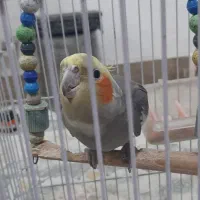 فروش عروس هلندی دستی همراه با قفس|پرنده|شلمان, |دیوار