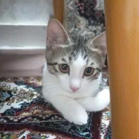 گربه شش ماه