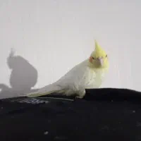 پرنده|پرنده|مشگین شهر, |دیوار