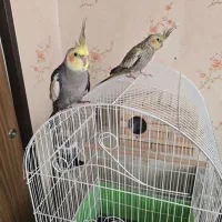 پرنده عروس هلندی