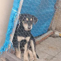 توله سگ دوبرمن