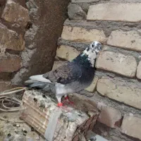 کبوتر طاووسی نوک غناری مناسب پروند ونگه داشتن