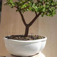 بونسای  درختچه خرفه یا جید بن سای|گل و گیاه طبیعی|کرمانشاه, |دیوار