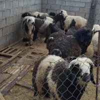 بره|حیوانات مزرعه|مسجد سلیمان, |دیوار