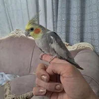 عروس هلندی جفت رام دستی سخن گو|پرنده|خاوران, |دیوار