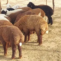 بره و گوسفند