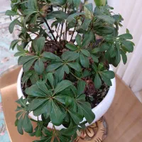 گل آپارتمانی و تزیینی