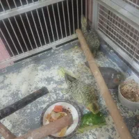 طوطی