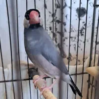 فنج نرگسی|پرنده|کرج, حصار|دیوار