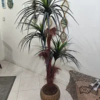 نخل سوزنی اریکا کاملا سالم و نو|گل مصنوعی|تهران, شهمیرزادی|دیوار