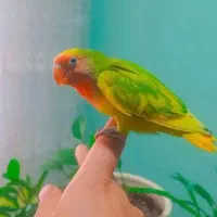 طوطی برزیلی