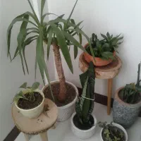 گل طبیعی و گلدان|گل و گیاه طبیعی|مشهد, امیریه|دیوار