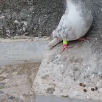 کفتر|پرنده|نیشابور, مازول|دیوار