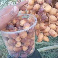 خرما کیلویی|خوردنی و آشامیدنی|مشهد, ده دی|دیوار