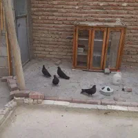 دو جفت کفتر سیاه چشم نوک سفید|پرنده|ممقان, |دیوار