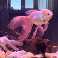 ماهی گلدفیش،گوپی،پلاتی،لجن خوار|ماهی|مرند, |دیوار