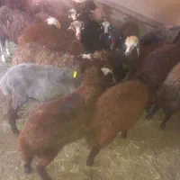 فروش 20راس بره نر شال و قزل صاف یه دست