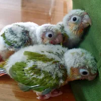 جوجه‌گرینچیک آناناسی سرلاکی