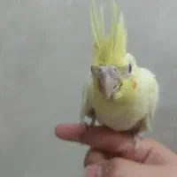 جوجه عروس هلندی|پرنده|نسیمشهر, |دیوار