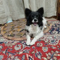 سگ شناسنامه دار