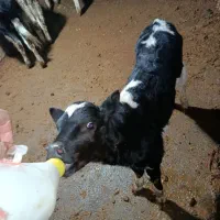 گوساله نر آمریکایی ۴۰روزه