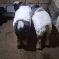 دوتا بره ماده ذات دار هیکلی درشت|حیوانات مزرعه|مسجد سلیمان, |دیوار