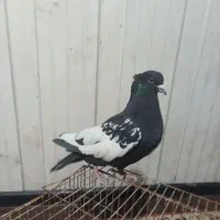 قفس پرنده.کبوتر