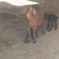 تعدادی بز و بزغاله نر و ماده|حیوانات مزرعه|جعفرآباد, |دیوار